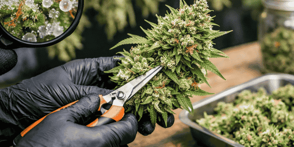 Harvest Cannabis: Timing, Drying, and Curing Guide for Growers